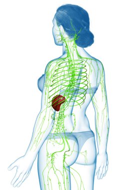 3D, tıbbi olarak bir kadın lenf sisteminin doğru bir çizimi.