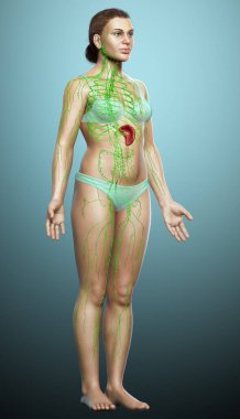 3D, tıbbi olarak bir kadın lenf sisteminin doğru bir çizimi.