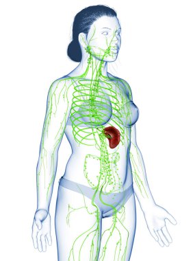 3D, tıbbi olarak bir kadın lenf sisteminin doğru bir çizimi.