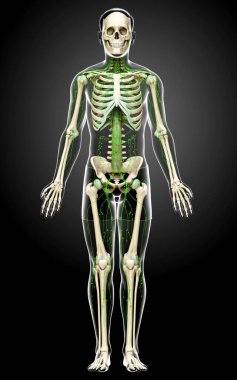 3D, erkek lenf sisteminin tıbben doğru bir çizimi.