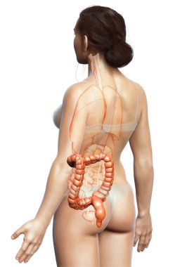 3D, tıbbi olarak kadın kalın bağırsak anatomisini gösteriyor.