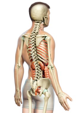 3D, erkek iç organlarının ve iskelet sisteminin tıbben doğru çizimi.