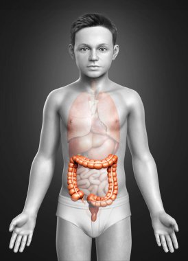 3D üretilmiş, çocuğun kalın bağırsak anatomisinin tıbben doğru bir örneği.