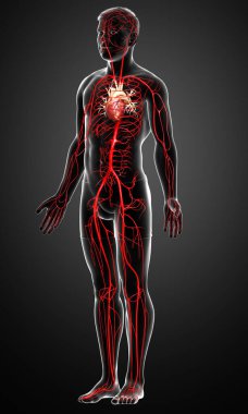 3D, erkek atardamarlarının tıbben doğru çizimi.