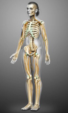 3D, bir kadın sinir sisteminin ve iskelet sisteminin tıbbi olarak doğru bir gösterimi.
