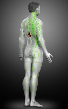 3D, erkek lenf sisteminin tıbben doğru bir çizimi.