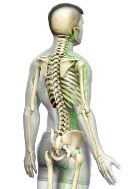 3D, erkek lenf sisteminin tıbben doğru bir çizimi.