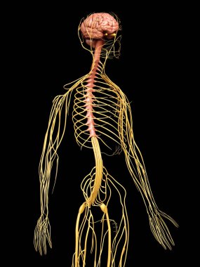 3D, sinir sisteminin tıbbi olarak doğru bir gösterimi.