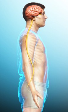 3D, bir erkek beyninin tıbben doğru bir gösterimi.