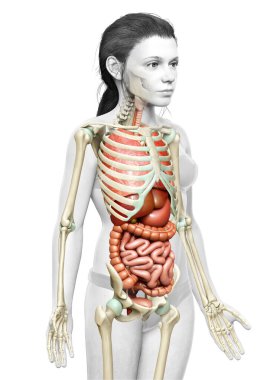 3D, kızın iç organlarının ve iskelet sisteminin tıbben doğru bir çizimi.