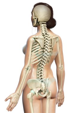3D üretilmiş, tıbben doğru bir kadın iskelet sistemi çizimi