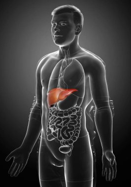3 boyutlu, erkek karaciğer anatomisinin tıbben doğru çizimi
