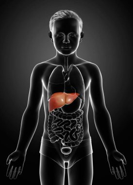 3 boyutlu, tıbben doğru genç bir çocuğun karaciğer anatomisi.