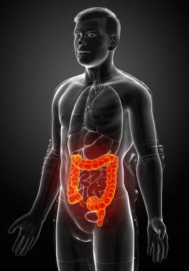 3D üretilmiş, erkek kalın bağırsak anatomisinin tıbben doğru bir örneği.