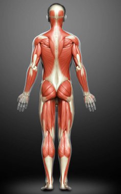 3D, erkek kas sisteminin tıbben doğru bir gösterimi.