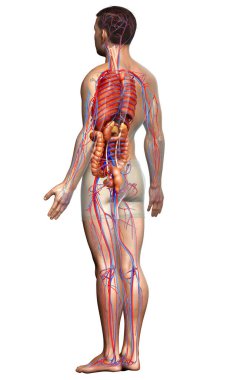 3D, erkek iç organlarının ve dolaşım sisteminin tıbben doğru çizimi.