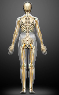 3D, bir kadın sinir sisteminin ve iskelet sisteminin tıbbi olarak doğru bir gösterimi.