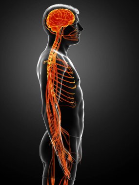 3D, bir erkek sinir sisteminin tıbbi olarak doğru bir gösterimi.
