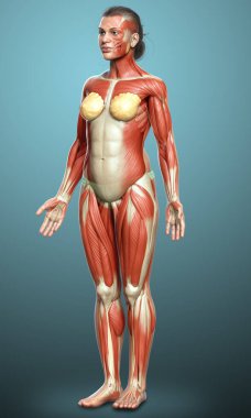 3D, kadın kas sisteminin tıbben doğru bir göstergesi.