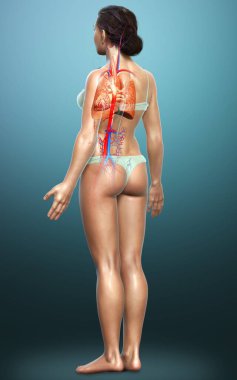 3 boyutlu, tıbbi olarak kadın akciğer anatomisini gösteriyor.