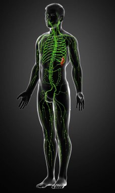 3D, erkek lenf sisteminin tıbben doğru bir çizimi.