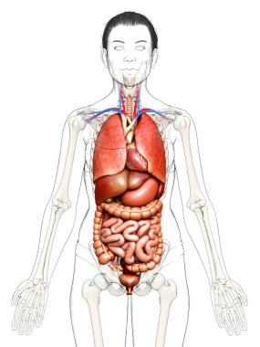 3D tıbbi olarak kadın iç organlarının doğru çizimi 