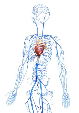 3D, damarların tıbben doğru çizimi.