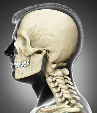 3 boyutlu, tıbben doğru, erkek kafatası ve boyun anatomisi.