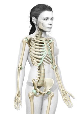 3 boyutlu, tıbbi olarak genç bir kızın iskelet sisteminin resmi.