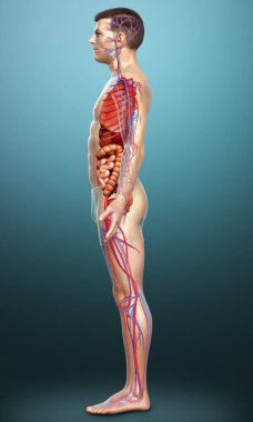 3D, erkek iç organlarının ve dolaşım sisteminin tıbben doğru çizimi.