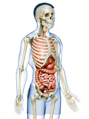 3D, erkek iç organlarının ve iskelet sisteminin tıbben doğru çizimi.