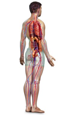 3D, erkek dolaşım sisteminin ve iç organlarının tıbben doğru bir gösterimi.