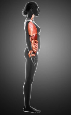 3D tıbbi olarak kadın iç organlarının doğru çizimi 