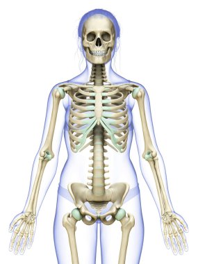 3D üretilmiş, tıbben doğru bir kadın iskelet sistemi çizimi