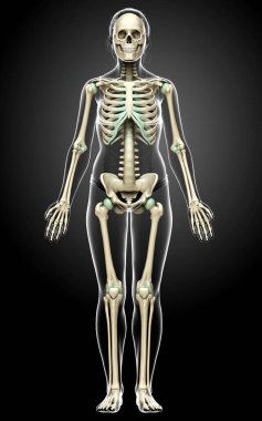 3D üretilmiş, tıbben doğru bir kadın iskelet sistemi çizimi