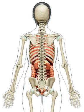 3D, kadın iç organlarının ve iskelet sisteminin tıbben doğru bir gösterimi.