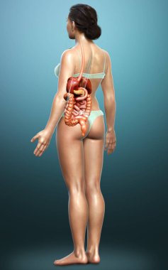 3D, kadınların sindirim sisteminin tıbben doğru bir gösterimi.