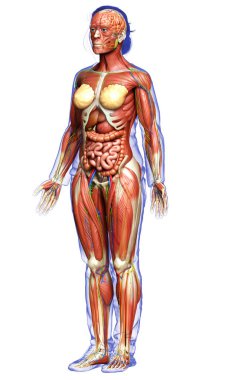 3D, tıbbi olarak kadın anatomisini doğruluyor.