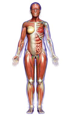 3D, tıbbi olarak kadın anatomisini doğruluyor.