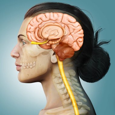 3D, kadın beyin anatomisinin tıbbi çizimi 