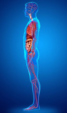 3D, erkek iç organlarının ve dolaşım sisteminin tıbben doğru çizimi.