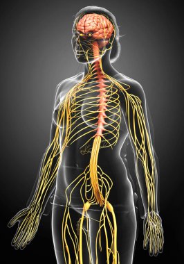 3D, tıbbi olarak bir kadın sinir sisteminin doğru bir örneği.