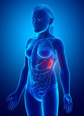 3 boyutlu, tıbbi olarak genç bir kızın Dalak Anatomisi 'ne ait.