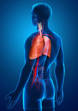Erkek akciğer anatomisinin 3 boyutlu, tıbben doğru bir örneği.