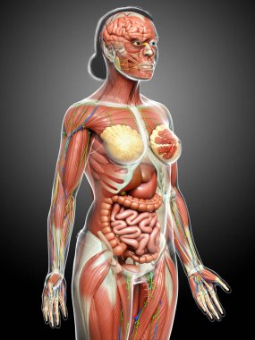 3D, tıbbi olarak kadın anatomisini doğruluyor.