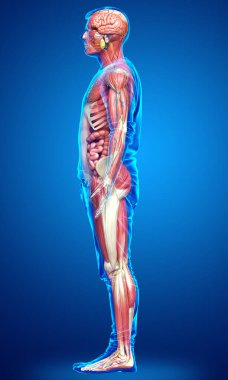 3D, tıbbi olarak erkek anatomisini doğruluyor.