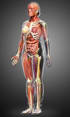 3D, tıbbi olarak kadın anatomisini doğruluyor.