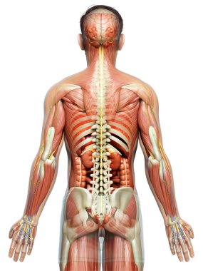 3D, tıbbi olarak erkek anatomisini doğruluyor.