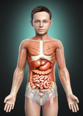 3D, tıbbi olarak erkek anatomisini doğruluyor.