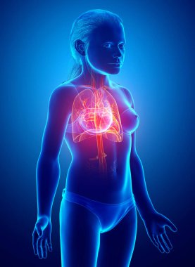 3 boyutlu, tıbbi olarak genç bir kızın akciğer anatomisini gösteriyor.